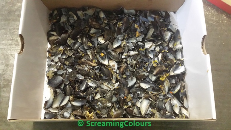 Muschelschalen  der etwas andere Dnger  ScreamingColoursBlog