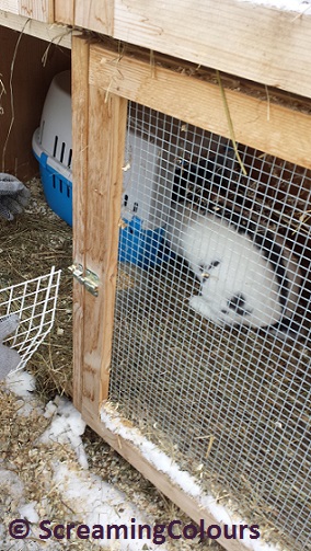 stall-ausmisten-freiwillig-bearbeitet