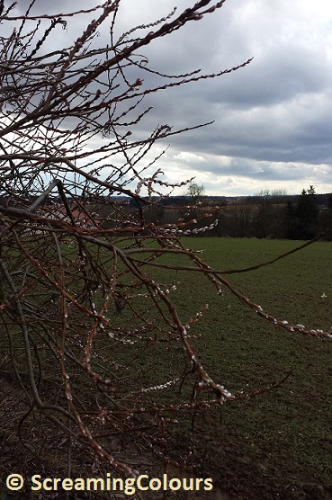 weidenstrauch-im-fruhling