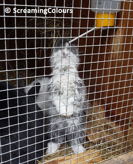 Das Ding mit der&nbsp;Hasenzucht