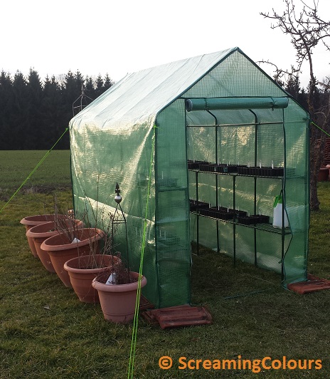 Gewächshaus mit Sträuchern