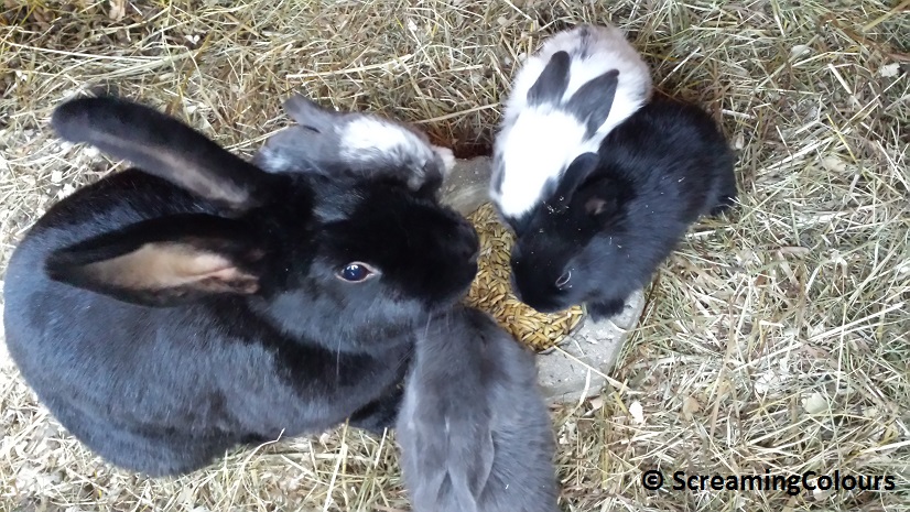 Viele kleine Bunnys&nbsp;<3
