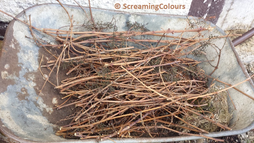 Weinzweige zum knabbern und spielen