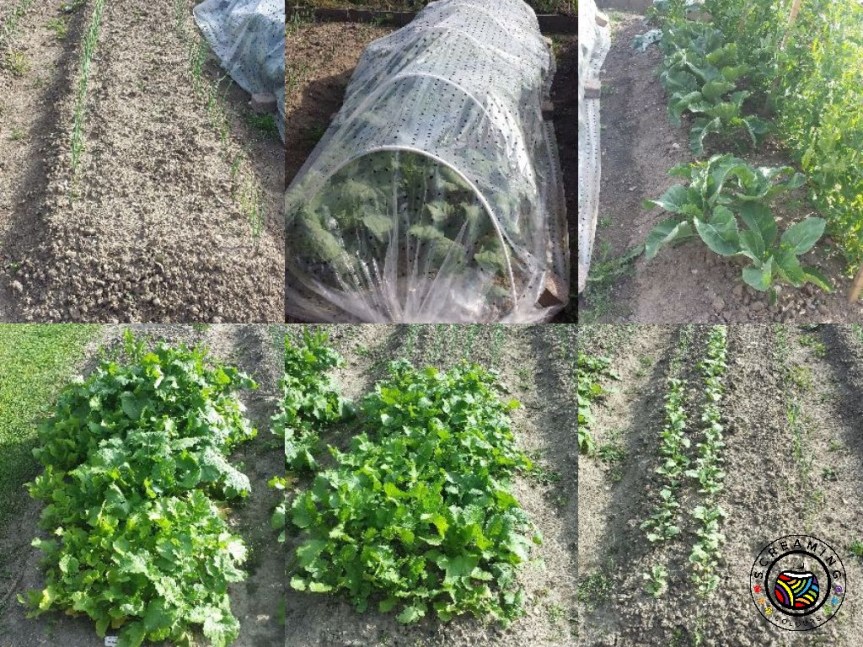 Collage Omas Garten Anfang Juni