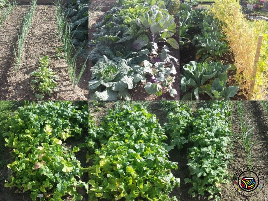 Collage Omas Garten Ende Juni