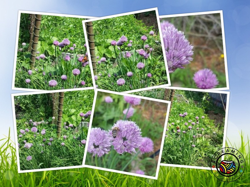 Collage Schnittlauch