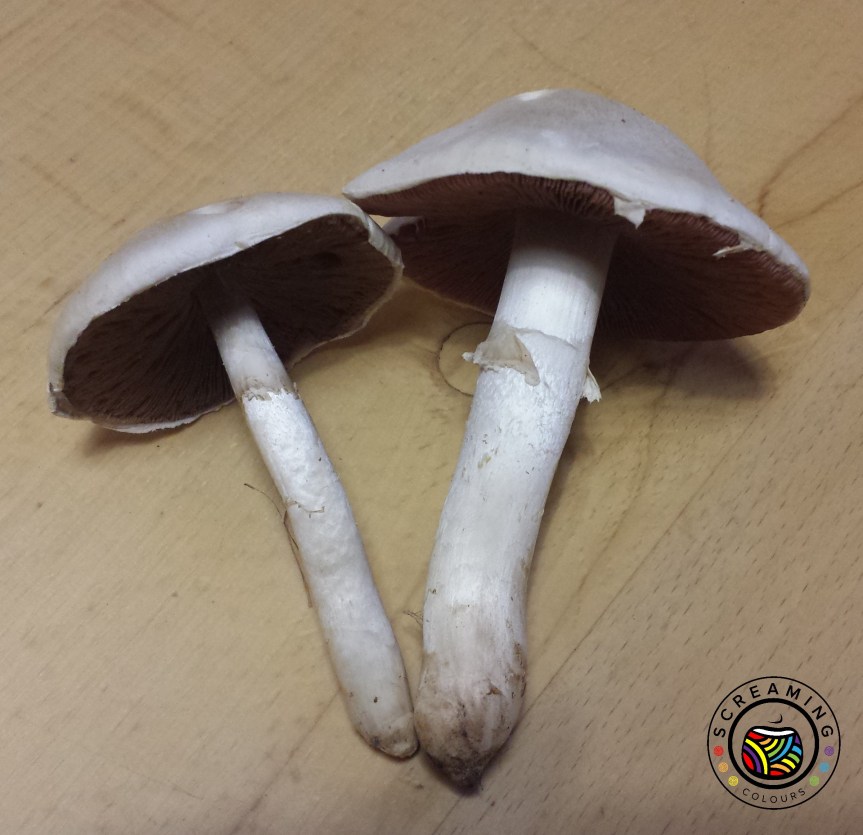 Gartenrückblick Juli 2017