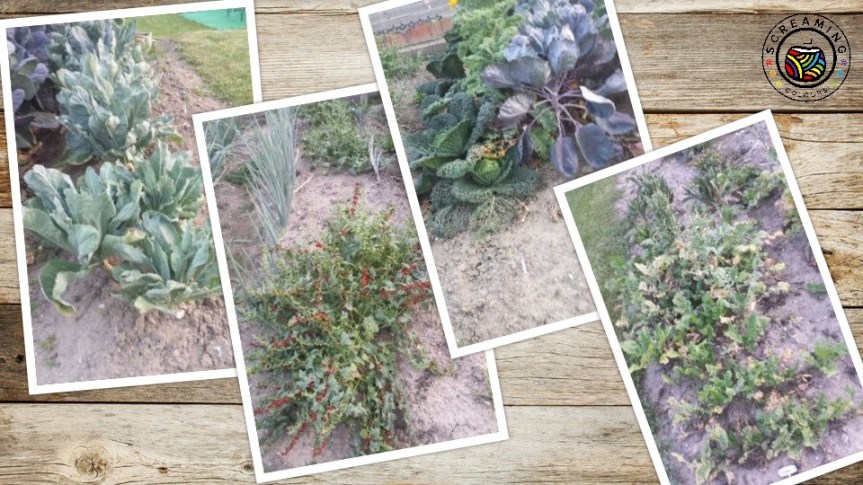 Collage Omas Garten Anfang August