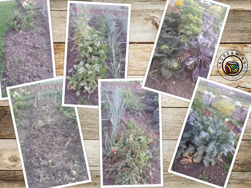 Collage Omas Garten Mitte August