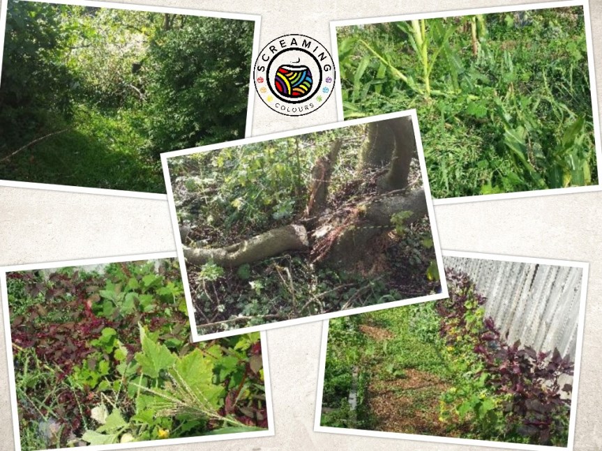 Collage Sturmschäden