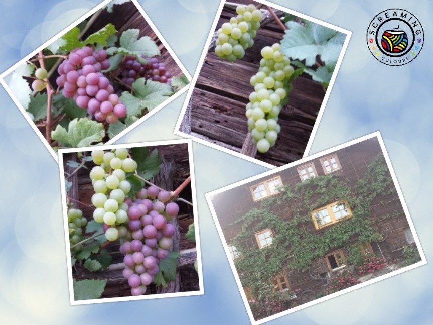 Collage Weintrauben