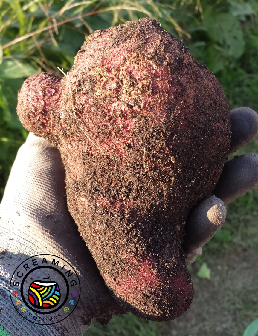 Die dümmsten Bauern haben die dicksten&nbsp;Kartoffeln?