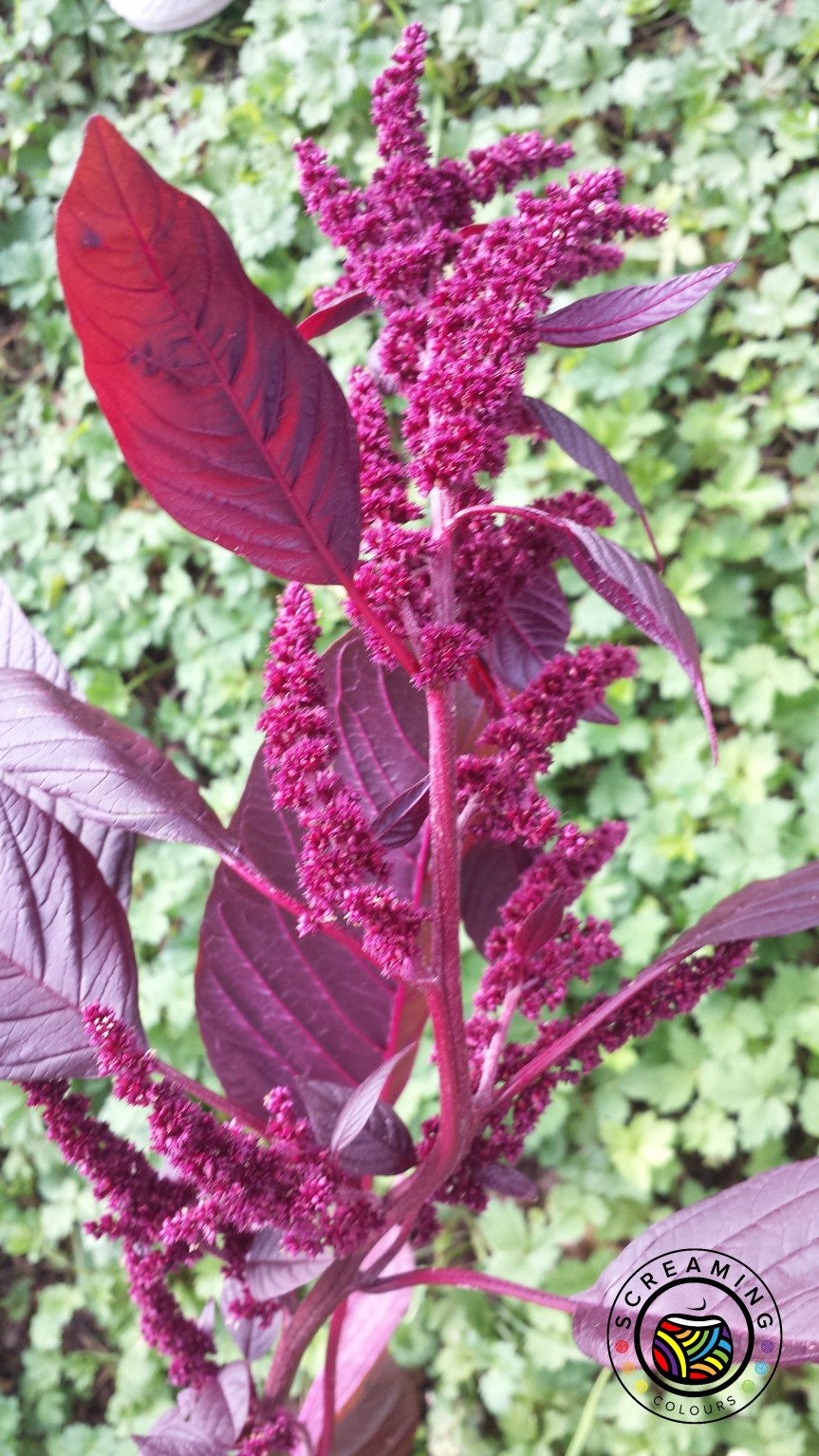 Gartenrückblick September 2017