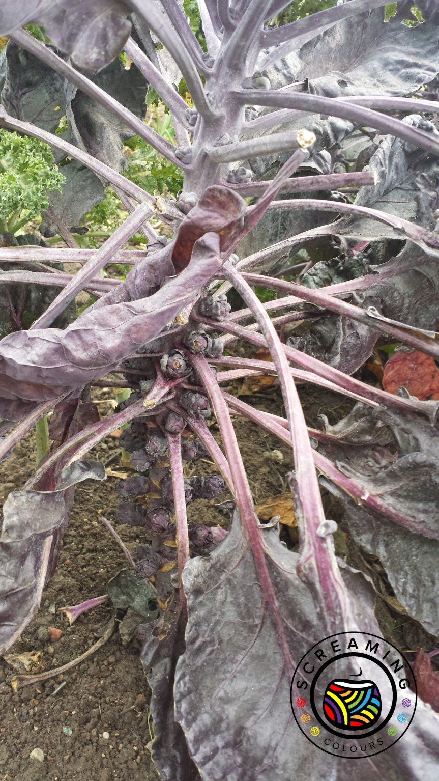 Rosenkohl Detailansicht