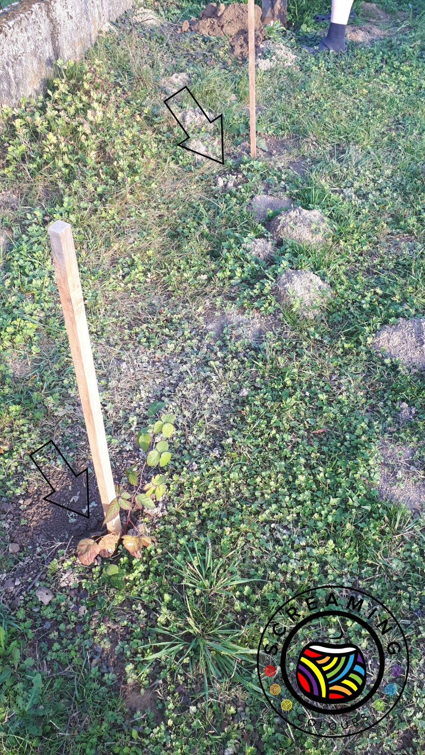 Brombeersträucher gepflanzt