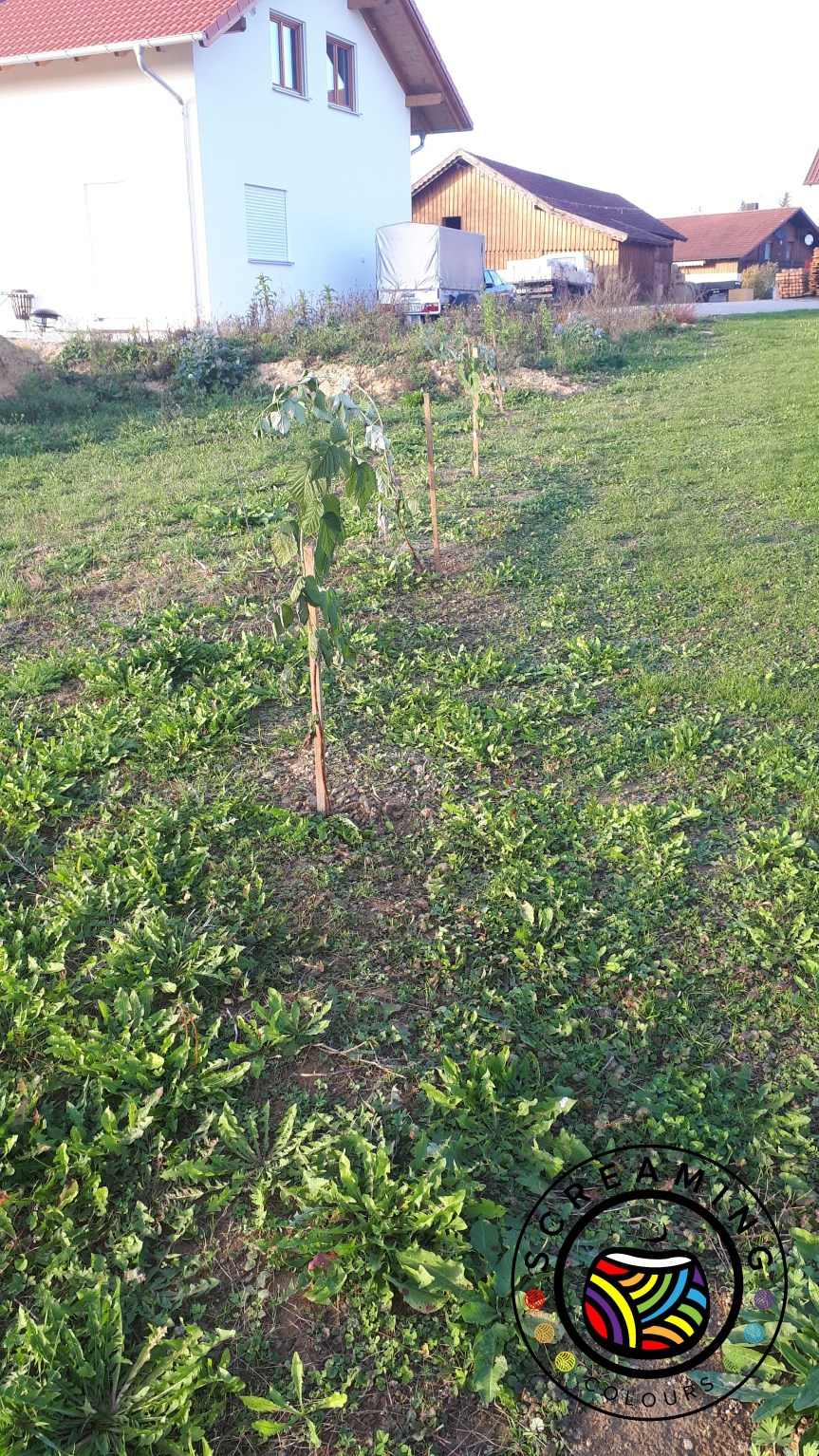 Himbeersträucher gepflanzt