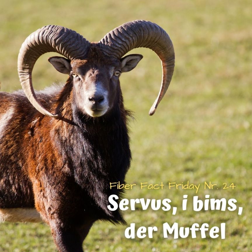Fiber Fact Friday Nr. 24: Servus, i bims, der&nbsp;Muffel